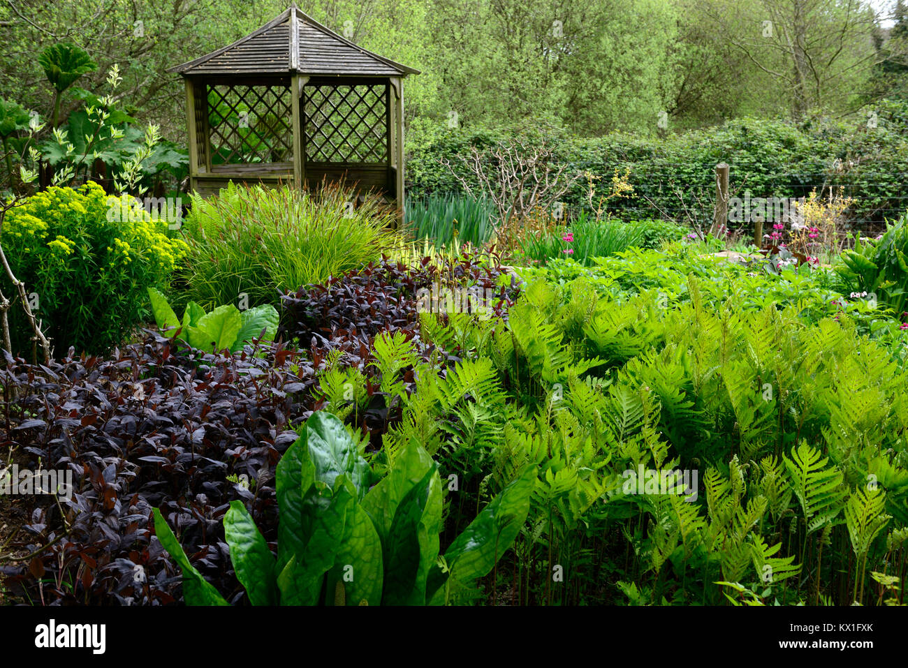 onoclea sensibilis,sensitive fern,Lysichiton americanus,skunk cabbage,damp,boggy,moist,garden,pagoda,leaves,foliage,RM floral Stock Photo