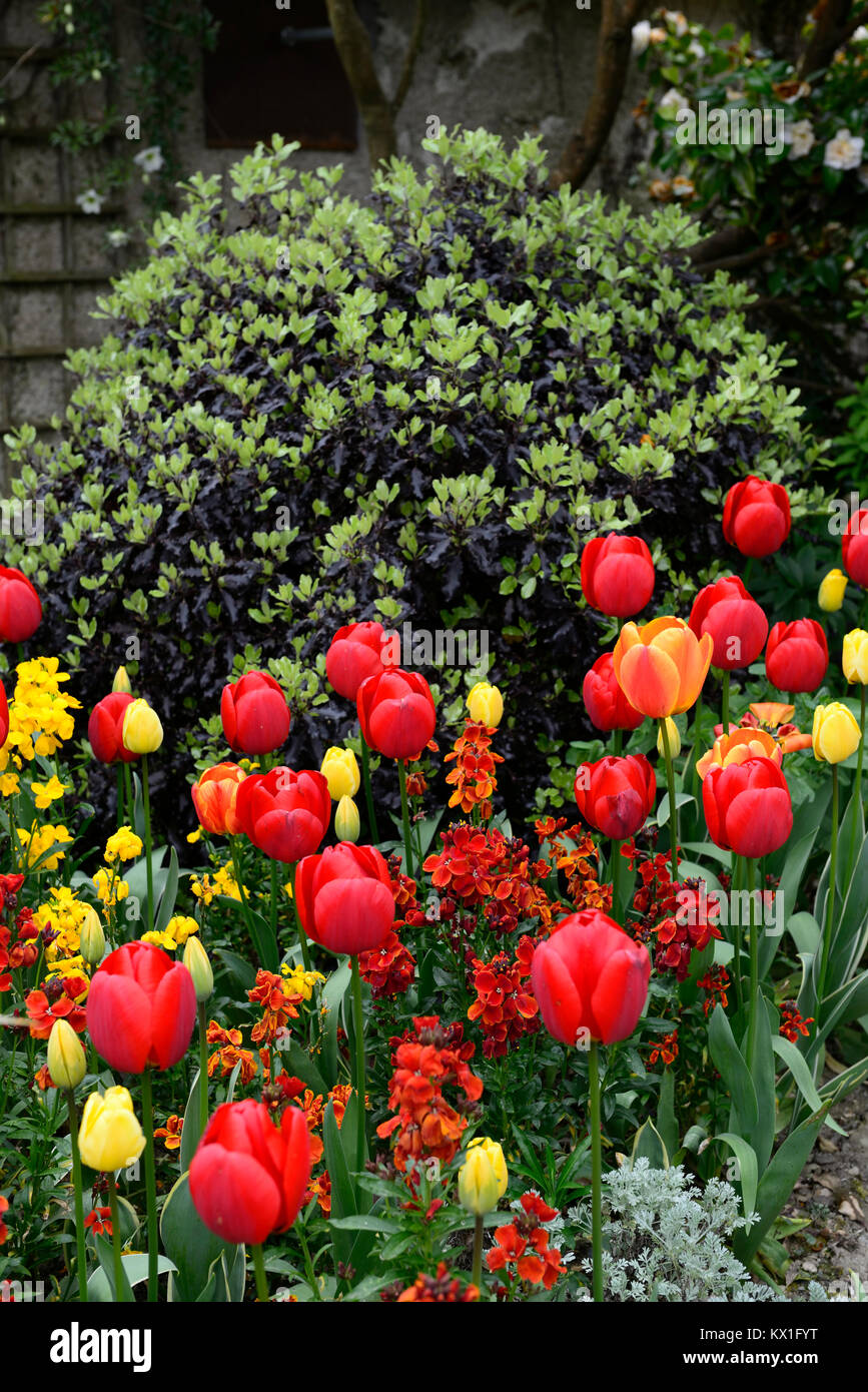 tulipa apeldoorn,tulipa golden oxford,Erysimum cheiri Fire King,Pittosporum tenuifolium Tom Thumb ,tulip,tulips,red,yellow,purple green,foliage,leaves Stock Photo