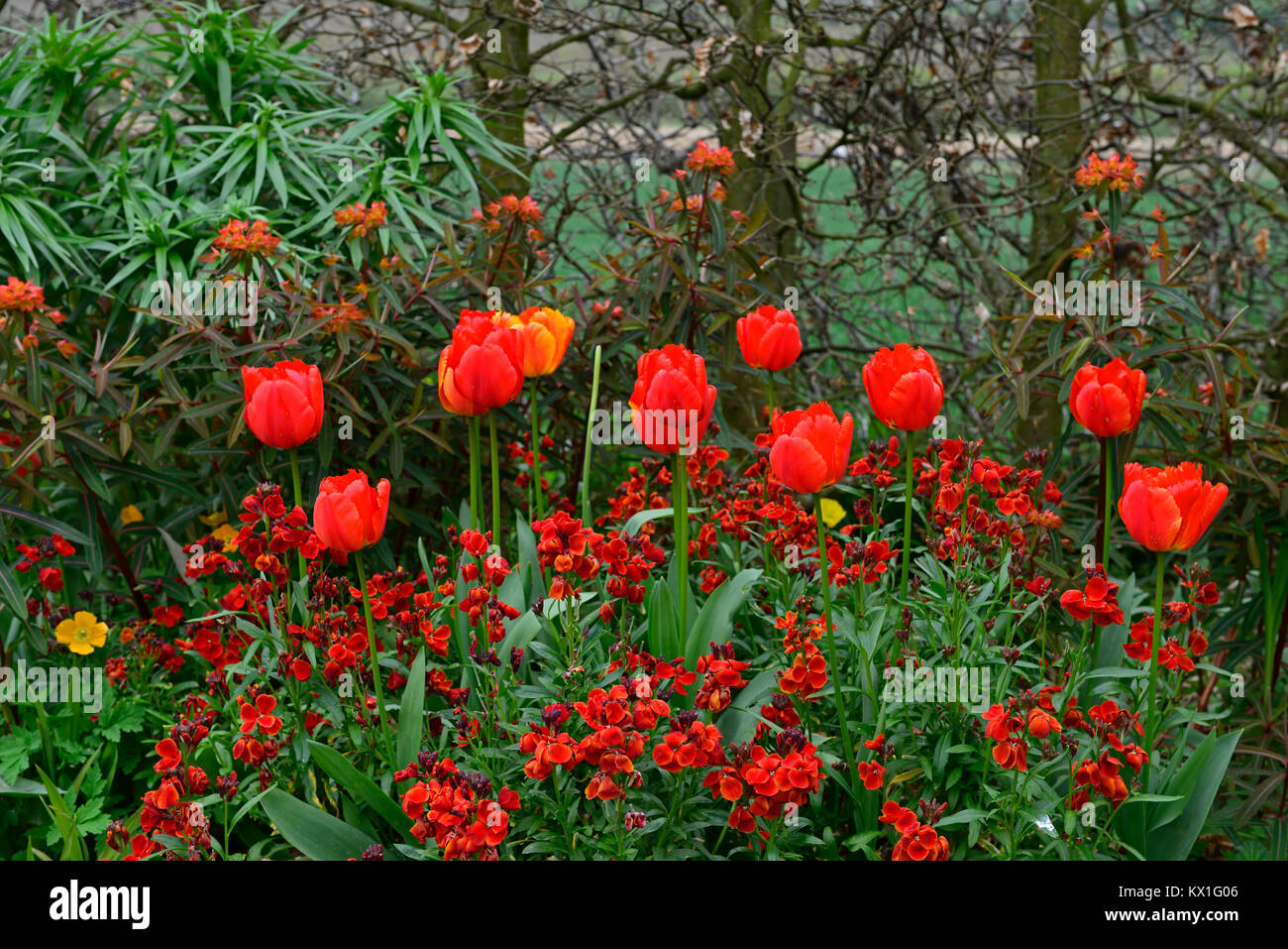 Tulipa apeldoorn elite,darwin hybrid,red,tulip,flowers,red orange,Erysimum cheiri,Cheiranthus cheiri,wallflowers,euphorbia griffithii fireglow,spring, Stock Photo