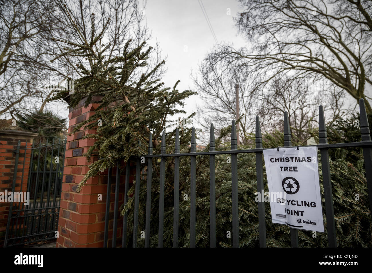 Council christmas tree recycling point hires stock photography and