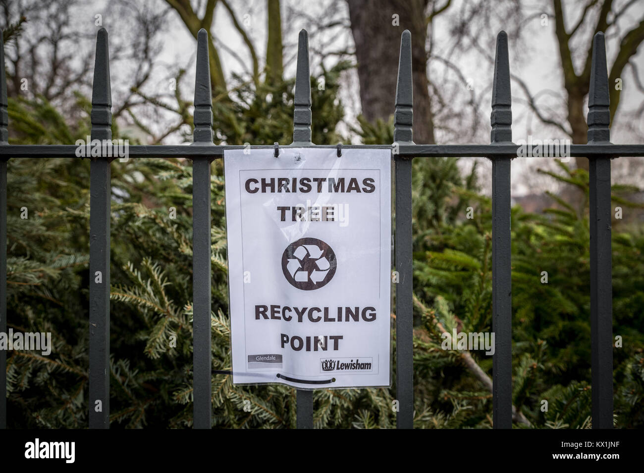 Council christmas tree recycling point hires stock photography and