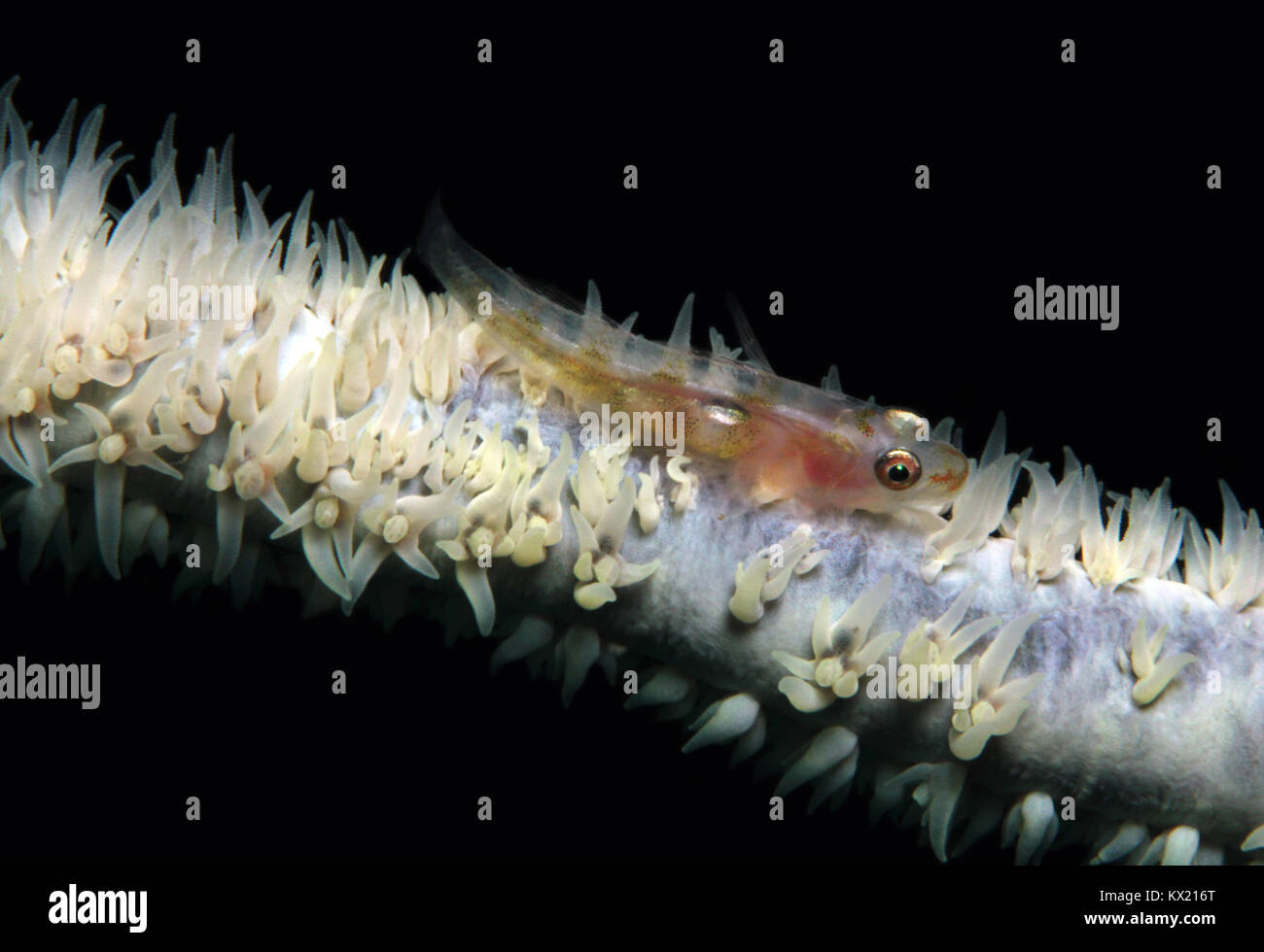 Toothy Goby (Pleurosicya Mossambica – aka Common Ghost Goby, Many-host Goby) on a Whip Coral. Lembeh Strait, Indonesia Stock Photo