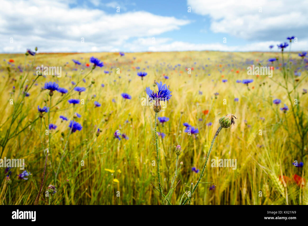 Рожь василек синий. Природа поле васильки русское фото. Красивая природа поле васильки русское фото.