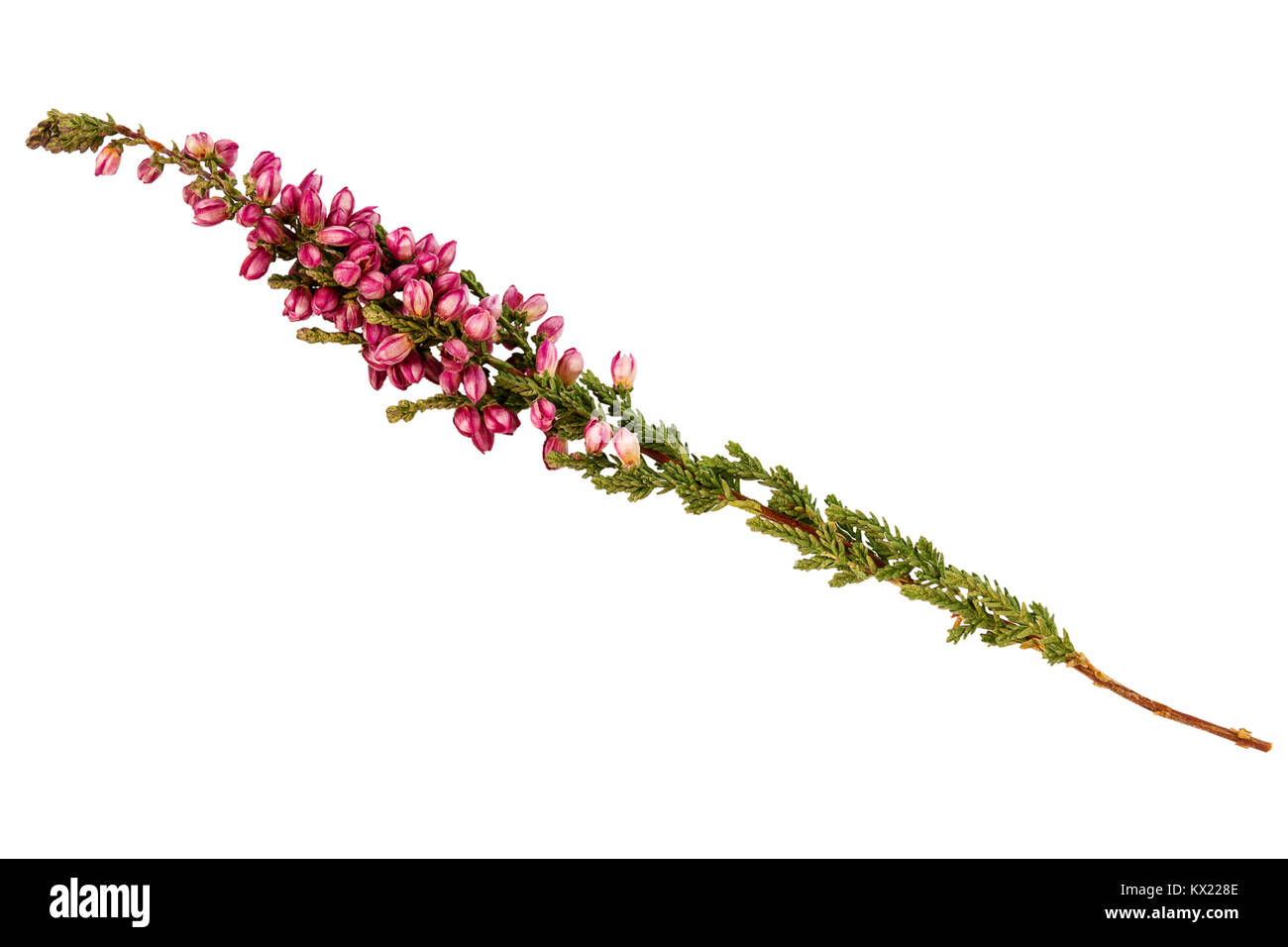 Common heather Calluna vulgaris twig isolated on white background Stock Photo