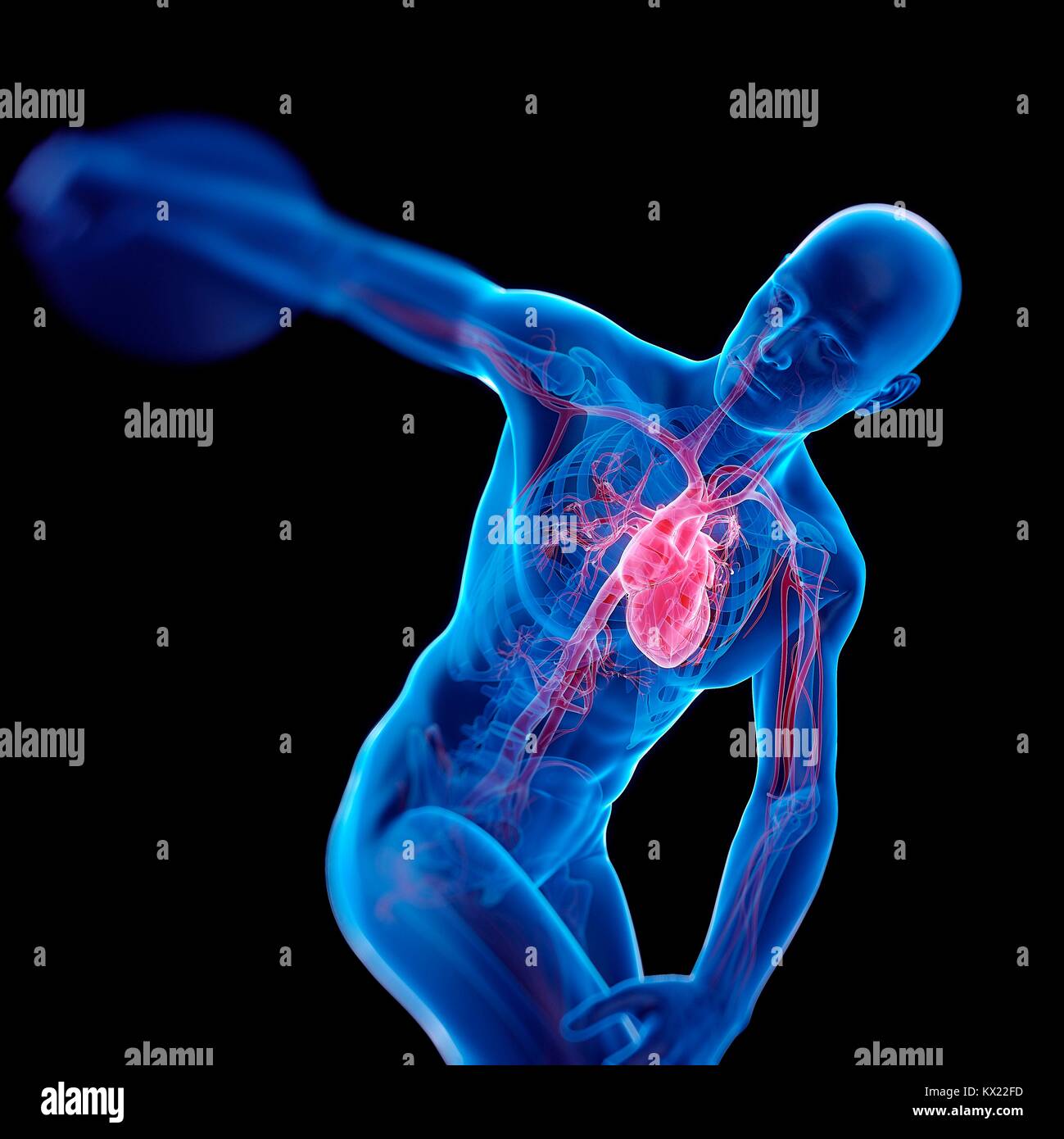 Discus throwers skeletal heart hires stock photography and images Alamy