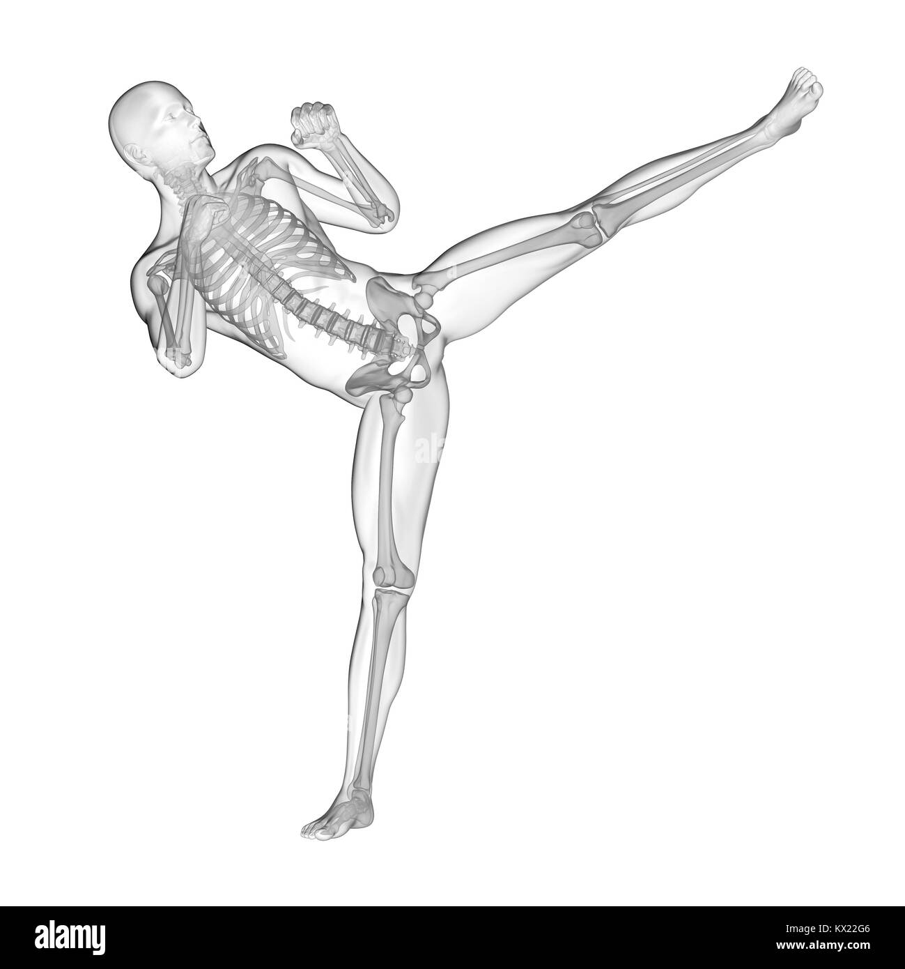 Person kick boxing showing skeletal system, illustration. Stock Photo