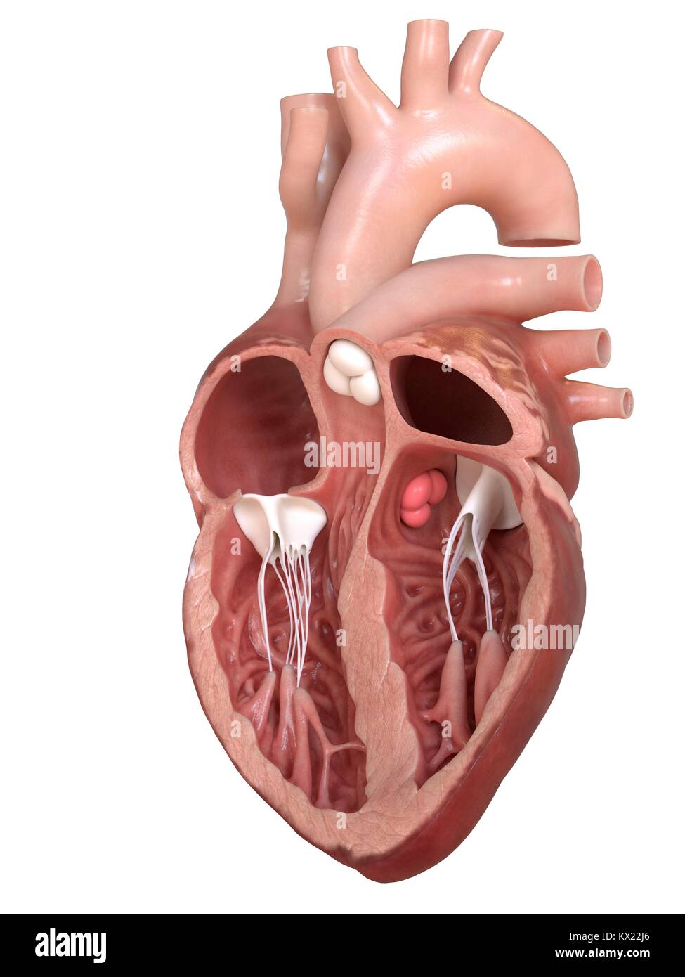 Heart Anatomy With Valves Anatomical Charts & Posters