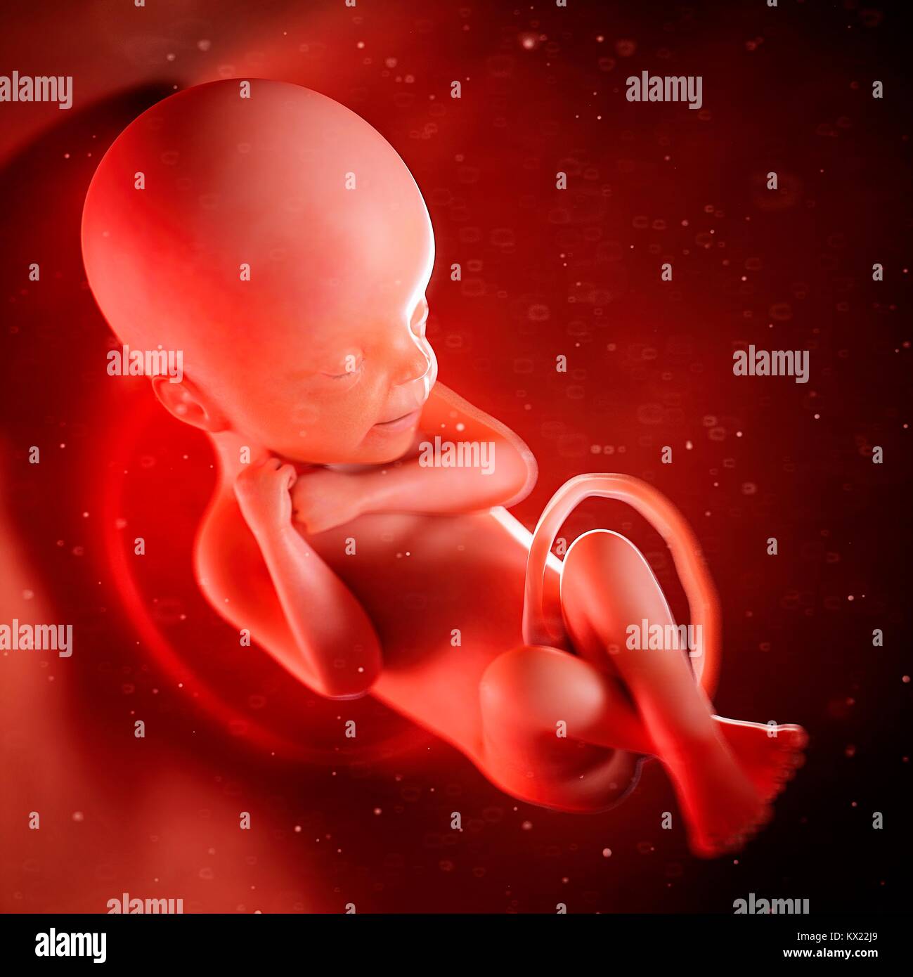 Human fetus at 24 weeks, illustration Stock Photo - Alamy