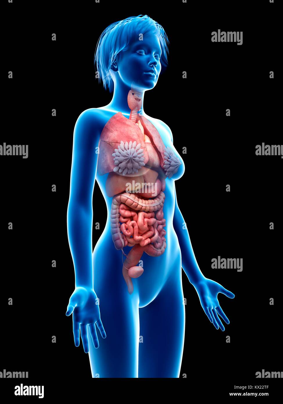 Female internal organs, illustration Stock Photo - Alamy