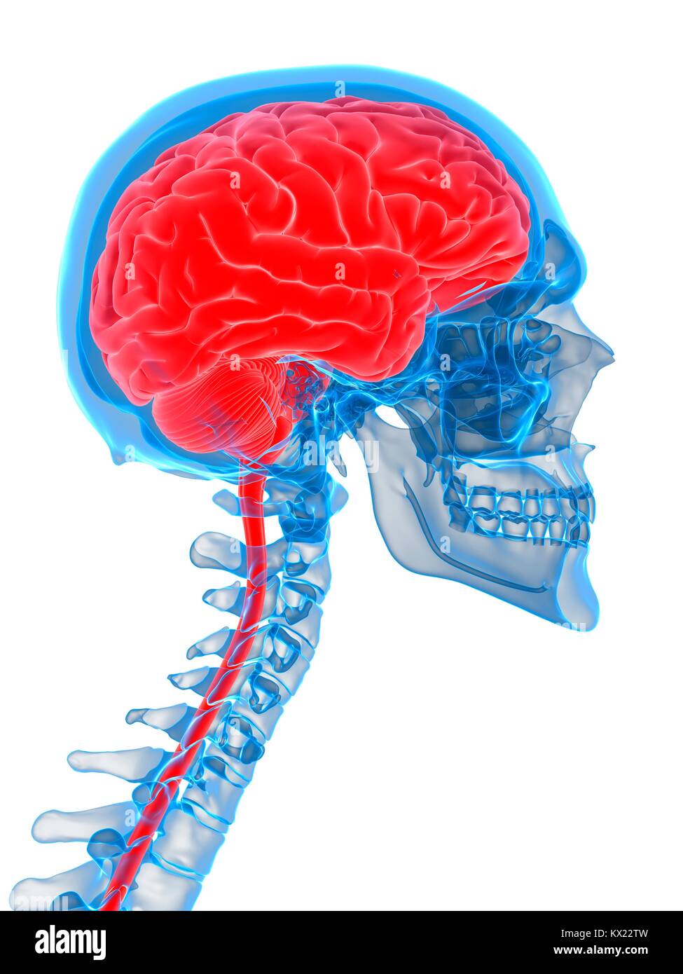 Human brain and cervical spine hi-res stock photography and