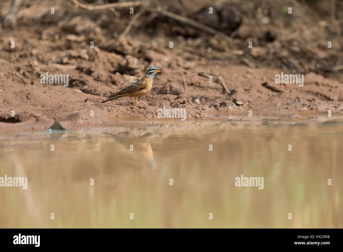 Cinnamon-breasted rock bunting Emberiza tahapisi, adult male, coming to drink at watering hole, Lower Saloum, The Gambia in November. Stock Photo