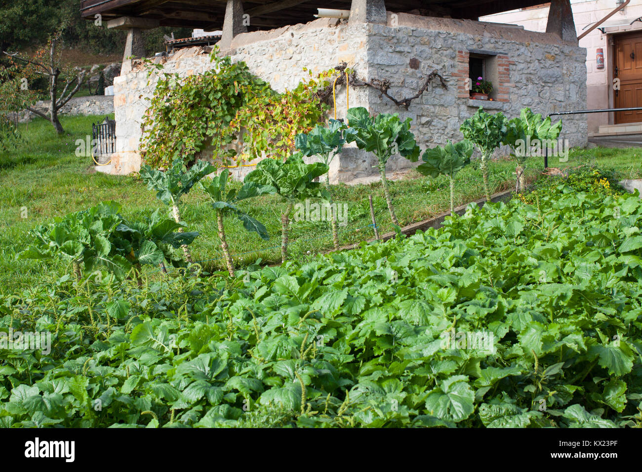 Brussels sprouts growing in the garden in Gallegos, Asturias, Spain Stock Photo