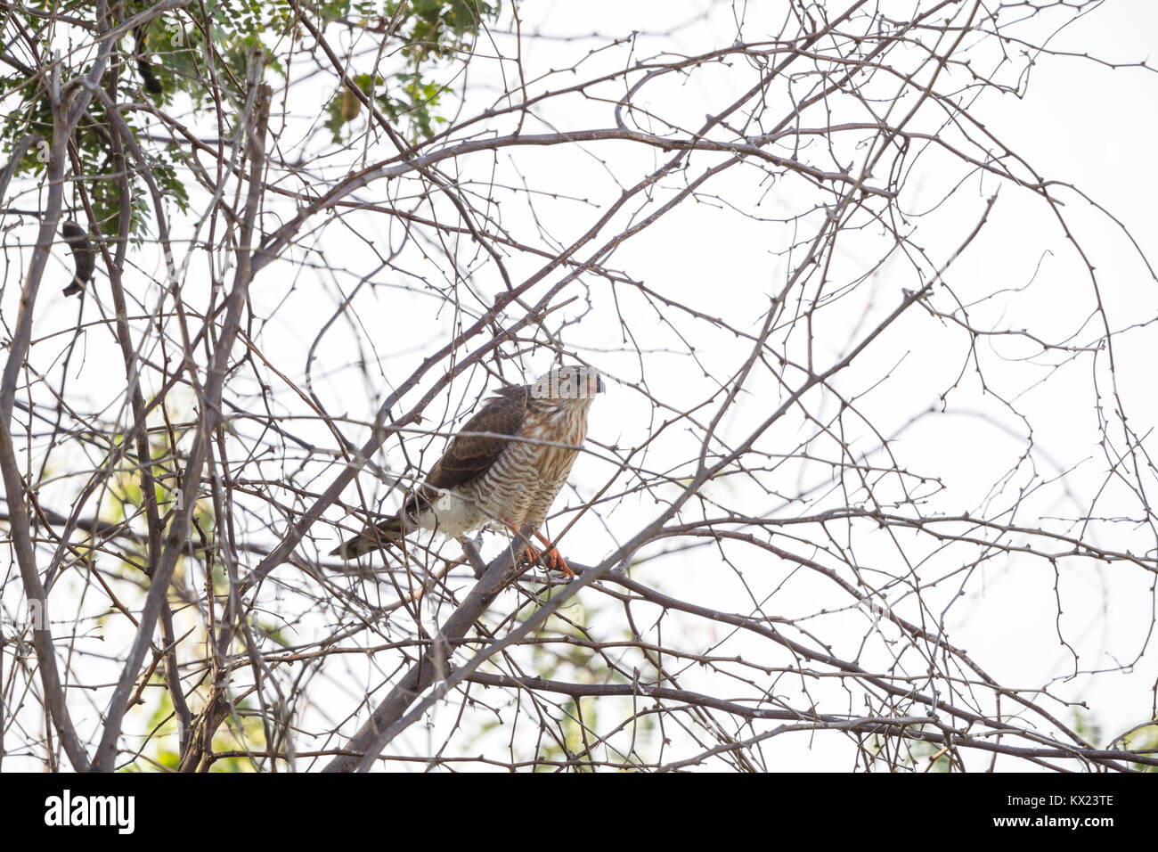 Gabar goshawk Micronisus gabar, juvenile, perched in canopy, Tendaba Camp, Kiang West, The Gambia in November. Stock Photo