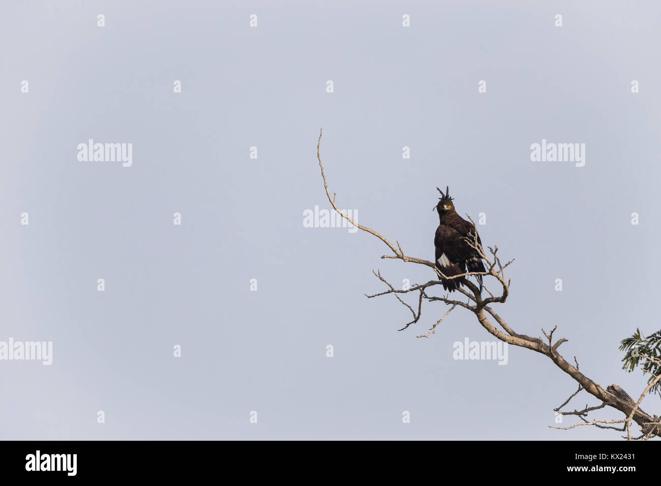 Long-crested eagle Lophaetus occipitalis, perched in tree, Taiga Saikou, Brikama, The Gambia in November. Stock Photo