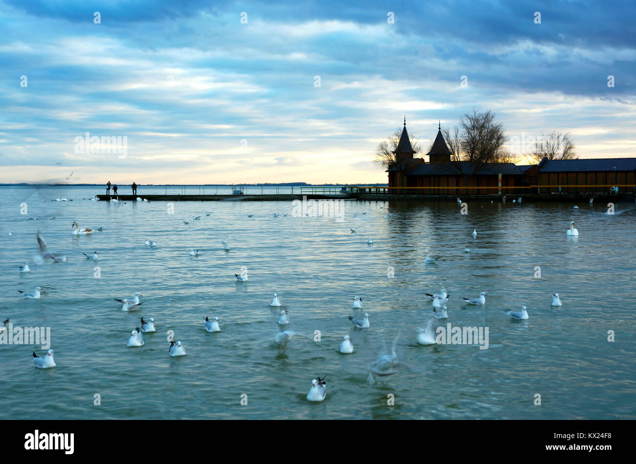 Birds at Lake Balaton, Hungary Stock Photo - Alamy