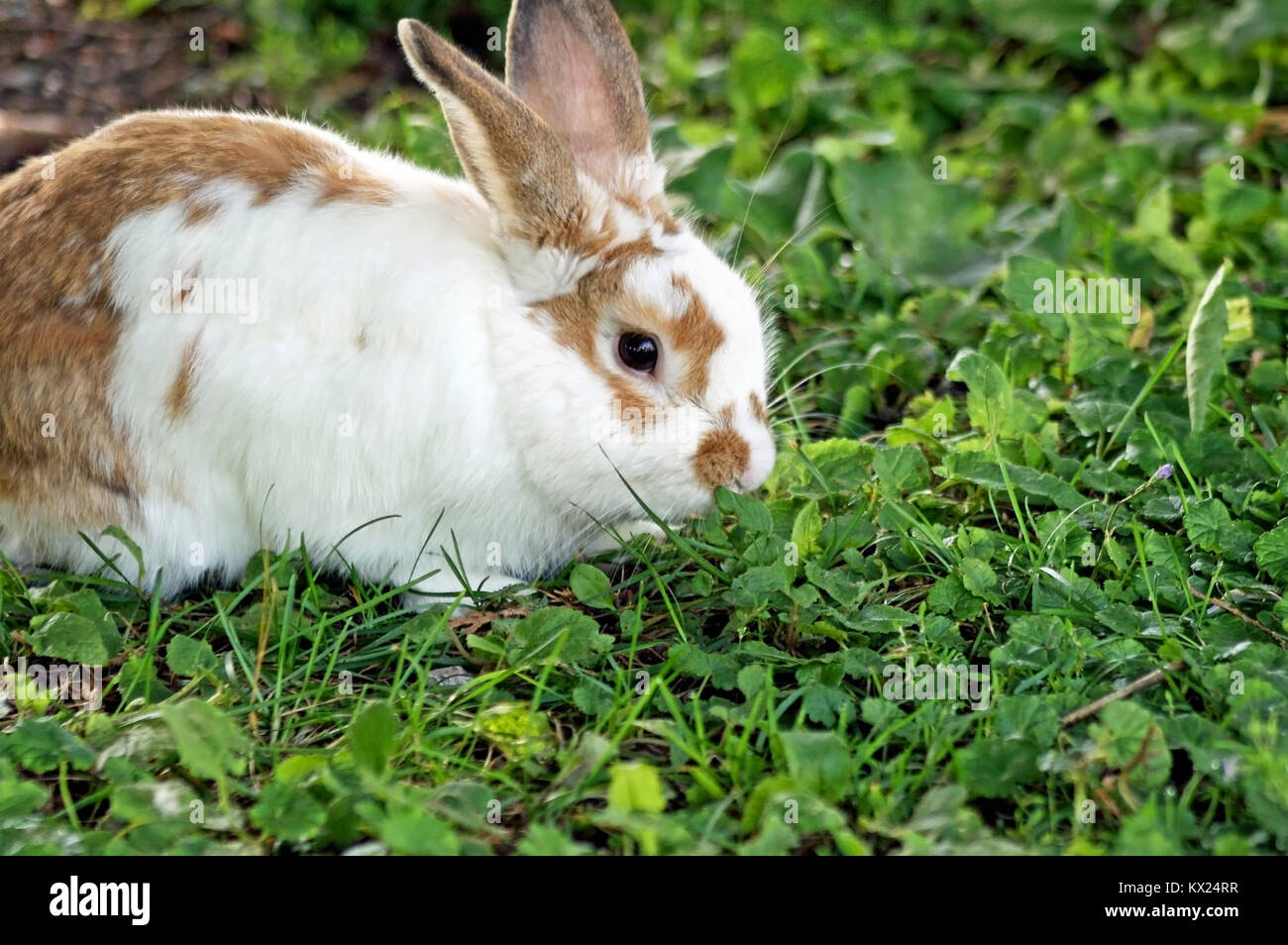 Cute little bunny eating clover and grass outdoors Stock Photo Alamy