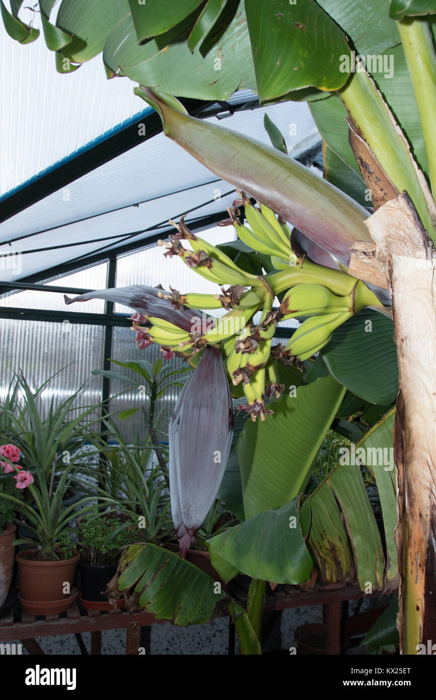 Edible bananas in a Buckinghamshire greenhouse Stock Photo Alamy