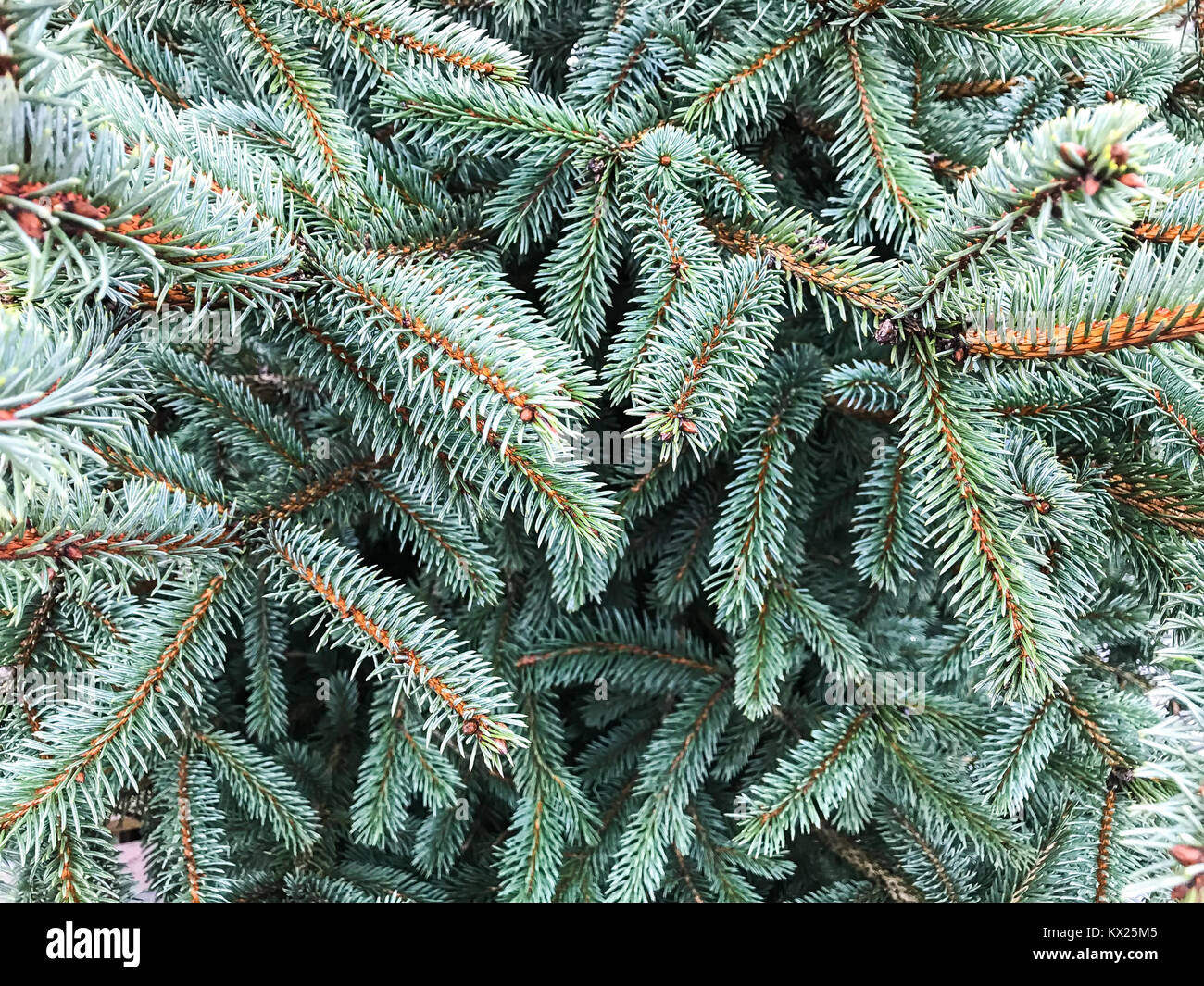 Texture of blue spruce branches Stock Photo