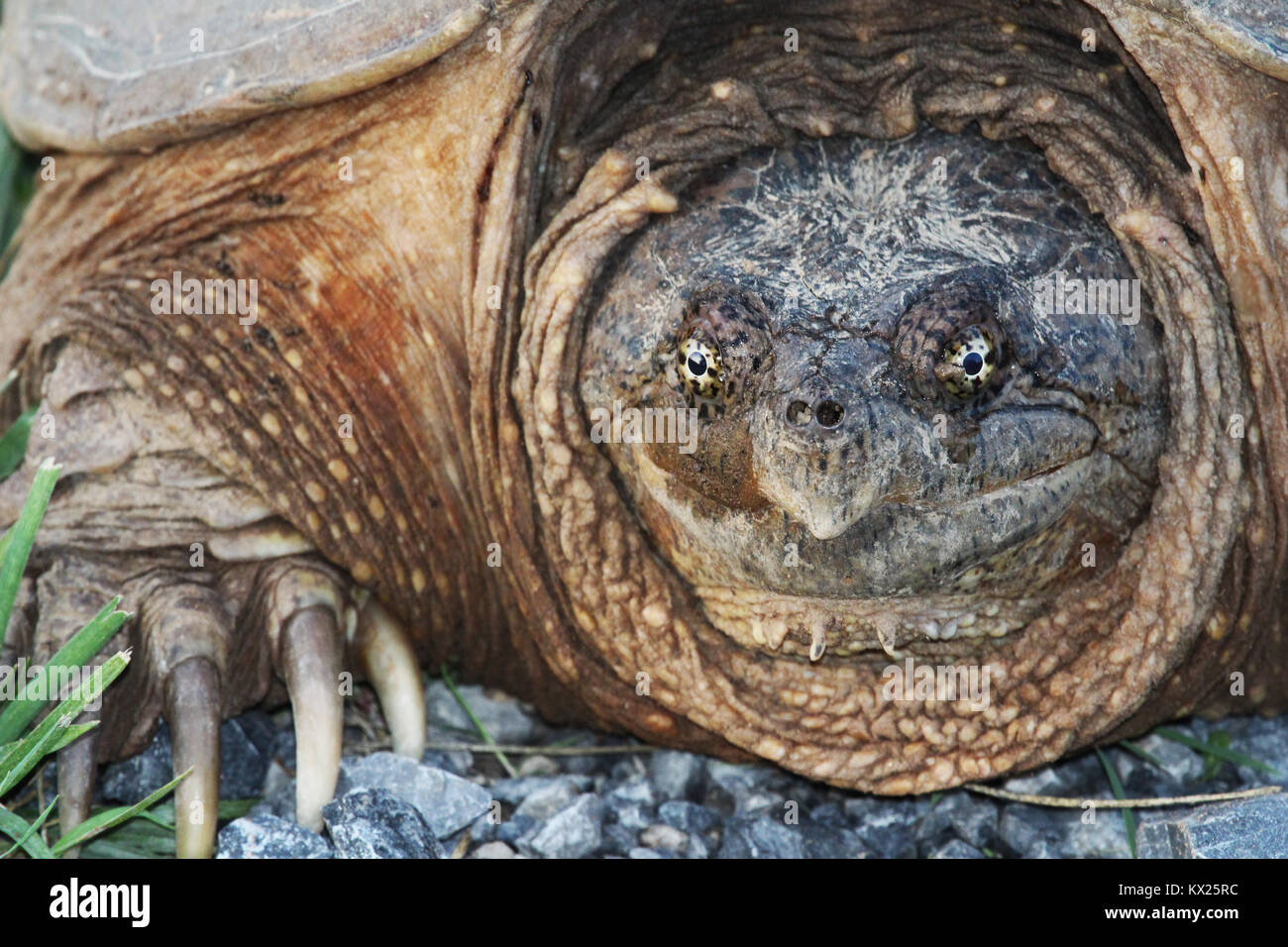 This impressive snapping turtle had come up from the river to lay her eggs on the banks Stock Photo
