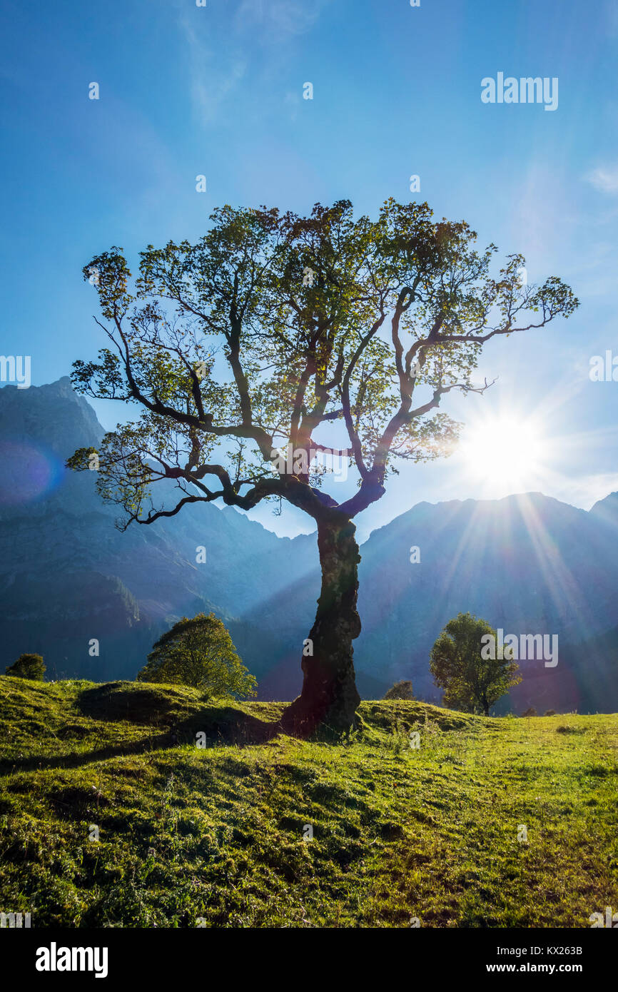 maple tree in the karwendel alps Stock Photo - Alamy