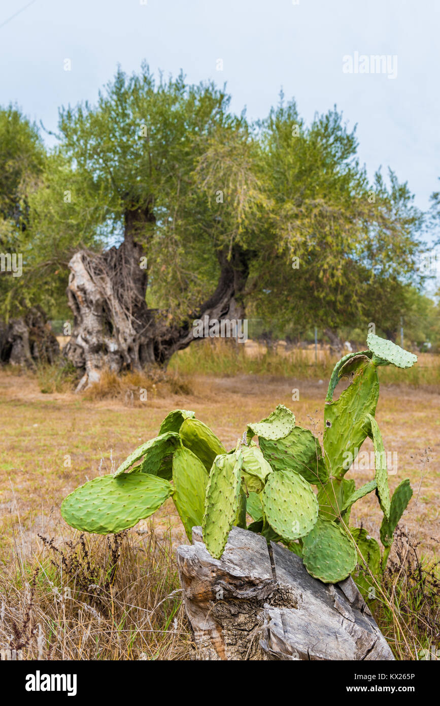 Green opuntia (cactus) growing on olive field with old olive trees.  Zakynthos Island, Greece Stock Photo - Alamy