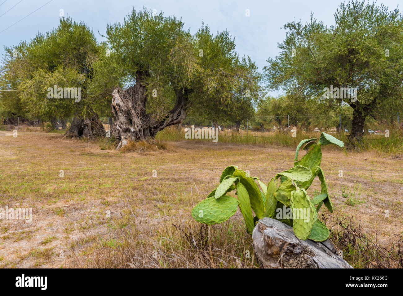 Green opuntia (cactus) growing on olive field with old olive trees.  Zakynthos Island, Greece Stock Photo - Alamy