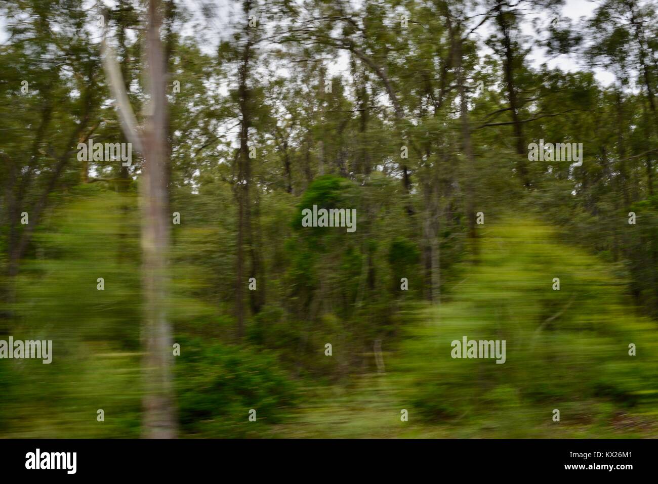 Trees moving due to camera induced blur, Queensland, Australia Stock