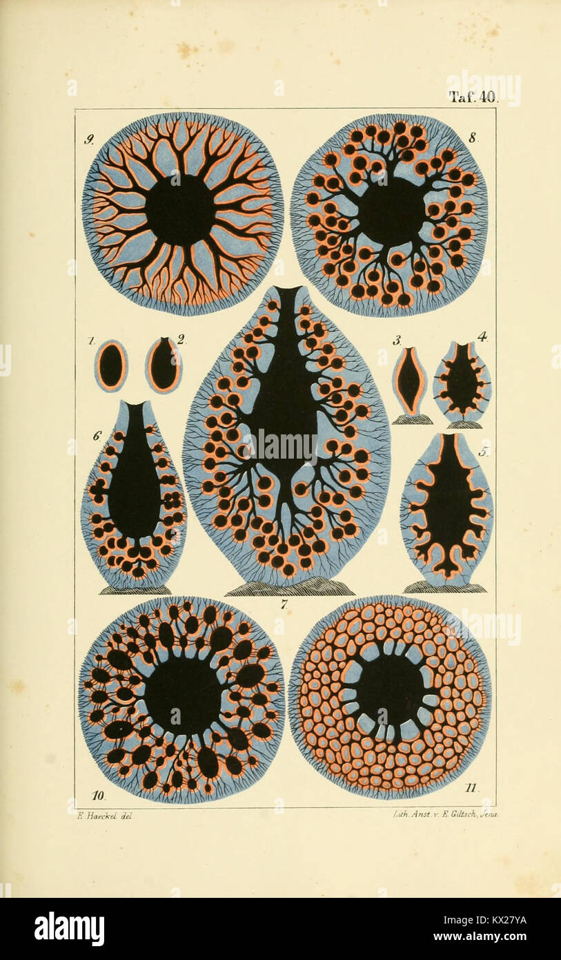 Detailed scientific illustration of calcareous sponges, plate 40 ...