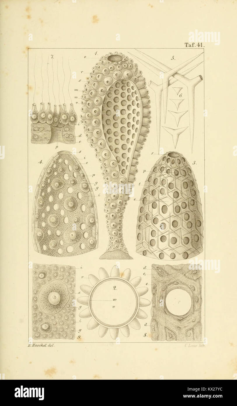 Plate depicting calcisponges (calcarea), marine sponges with calcium ...