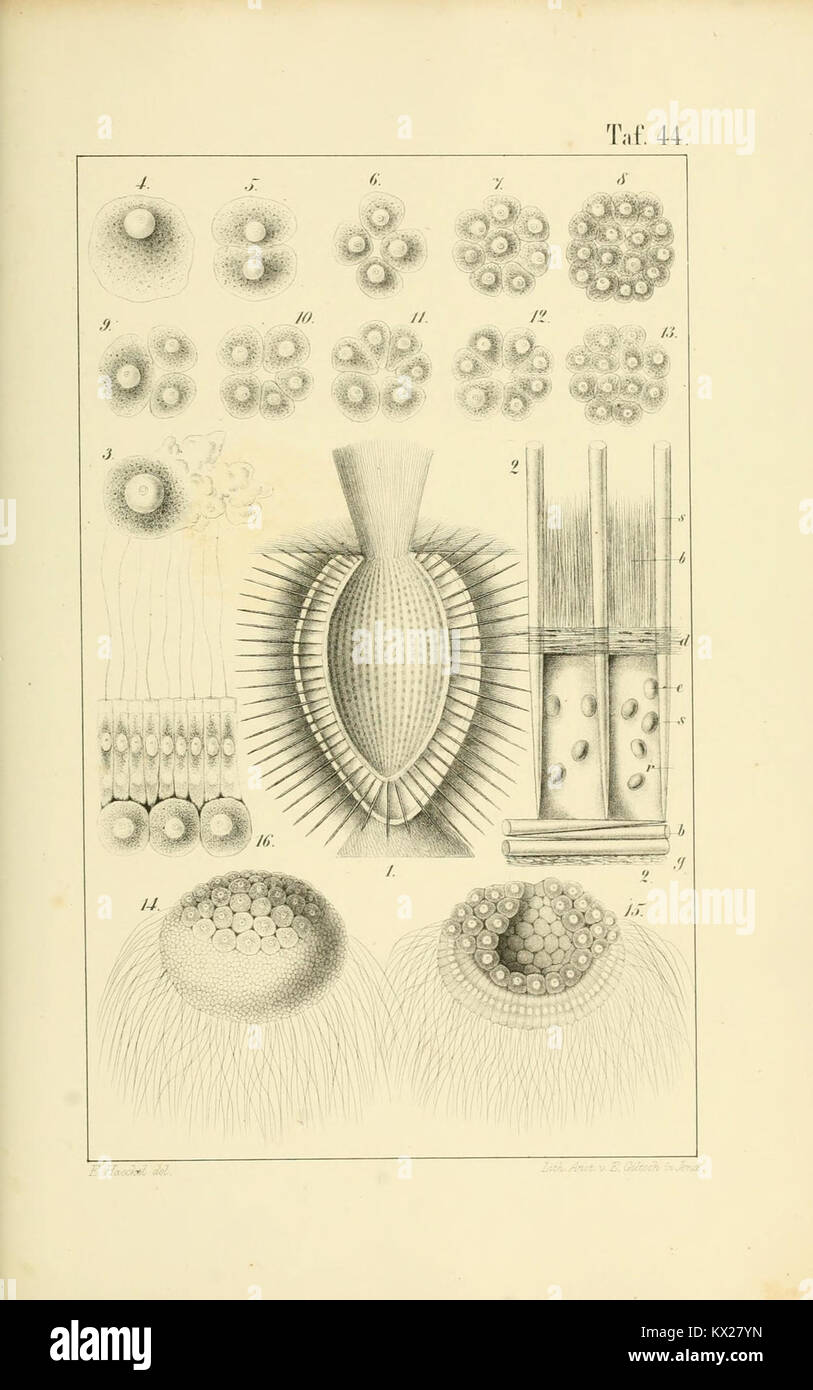 This illustration shows calcareous sponges (Calcarea), depicting ...