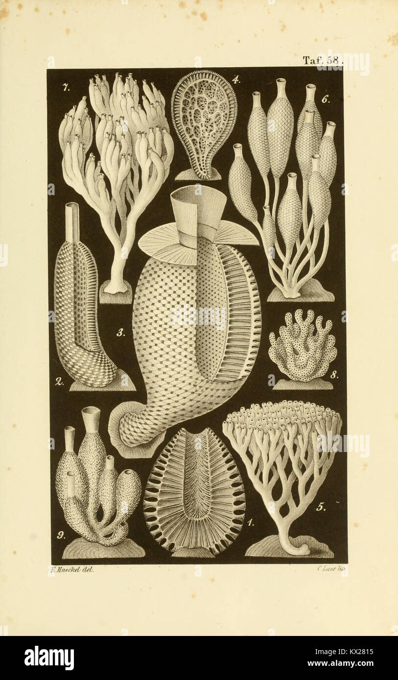 This plate depicts calcareous sponges, illustrating skeletal structures ...