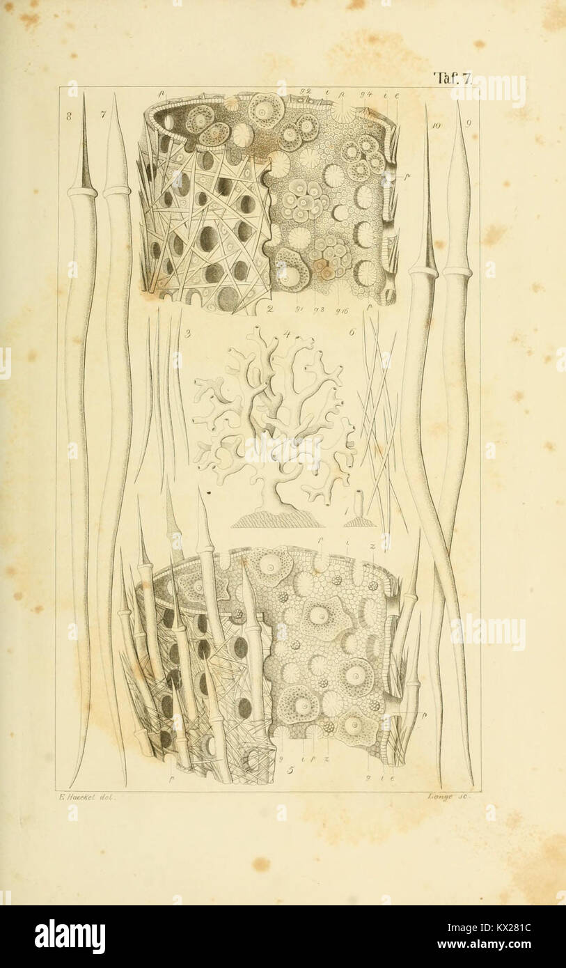 Illustration and scientific description of calcareous sponges ...
