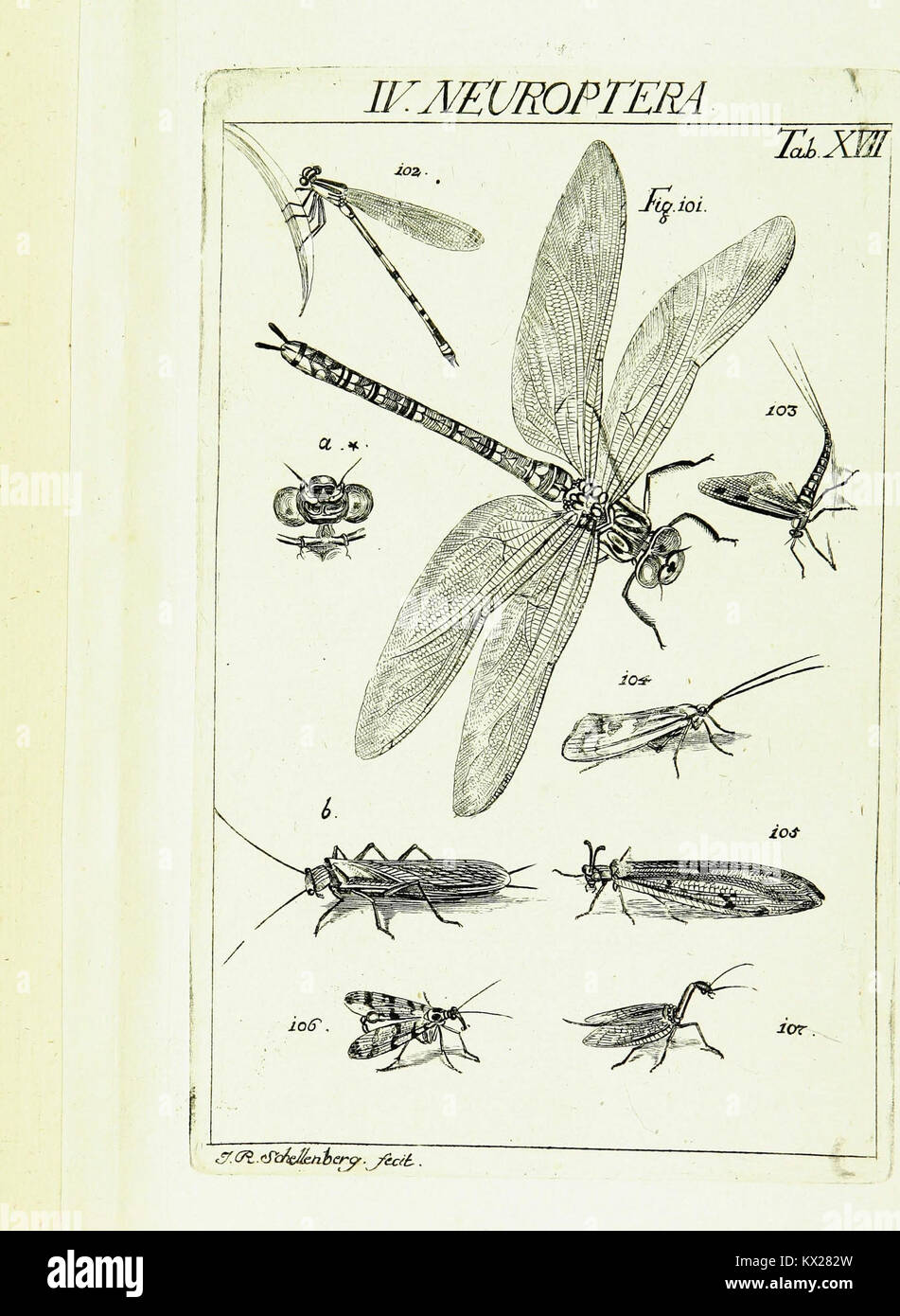 Karl Jordan Insect Illustration features various species of insects hi-res stock ...