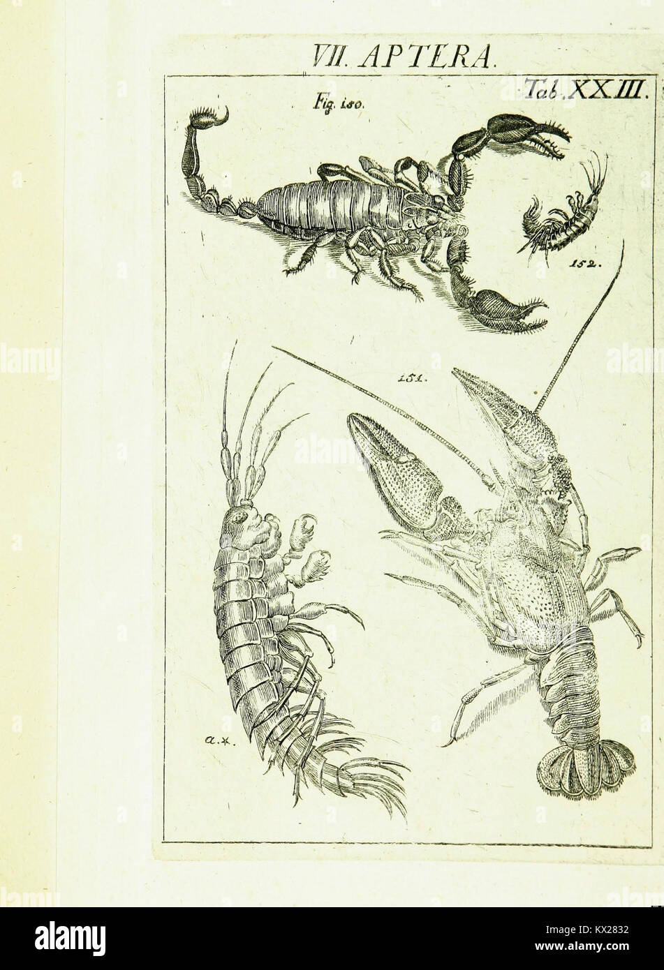 Karl Jordan Insect An illustrated scientific plate from Karl Linnaeus’ classification work ...