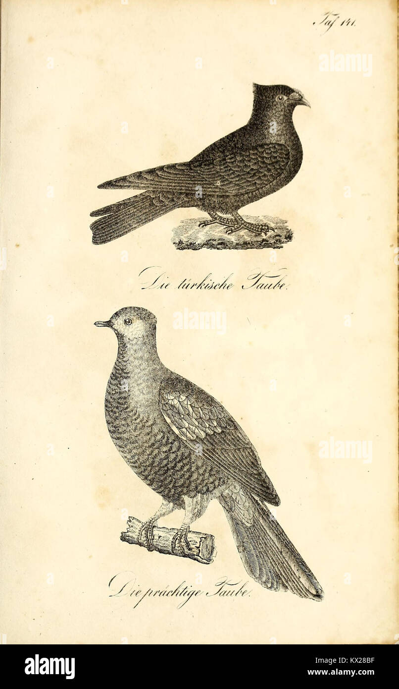 This plate from 'Die Naturgeschichte' offers a detailed and accurate ...