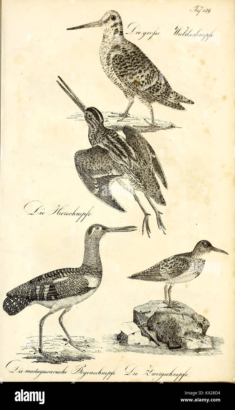 Plate 159 from 'Natural History in Accurate Illustrations with Detailed ...