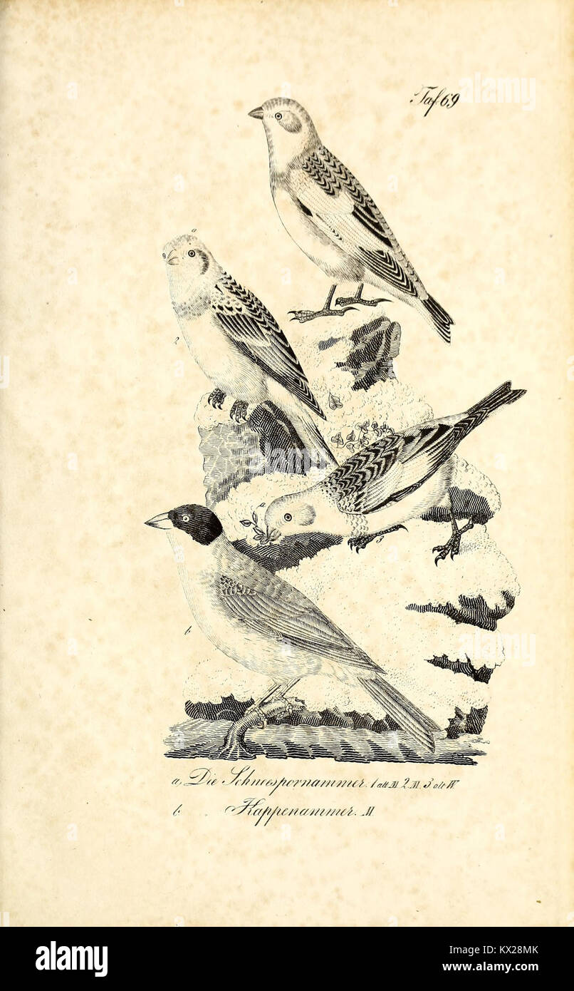 The illustration from 'Die Naturgeschichte' accurately represents an ...