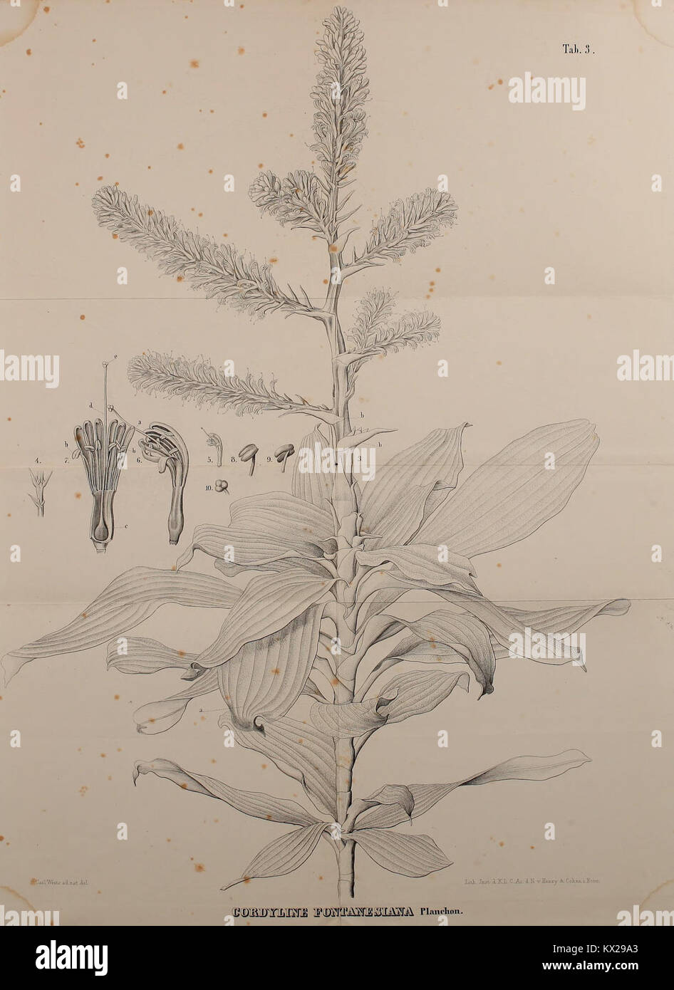 A botanical study illustrating Dracaena species, focusing on morphology ...