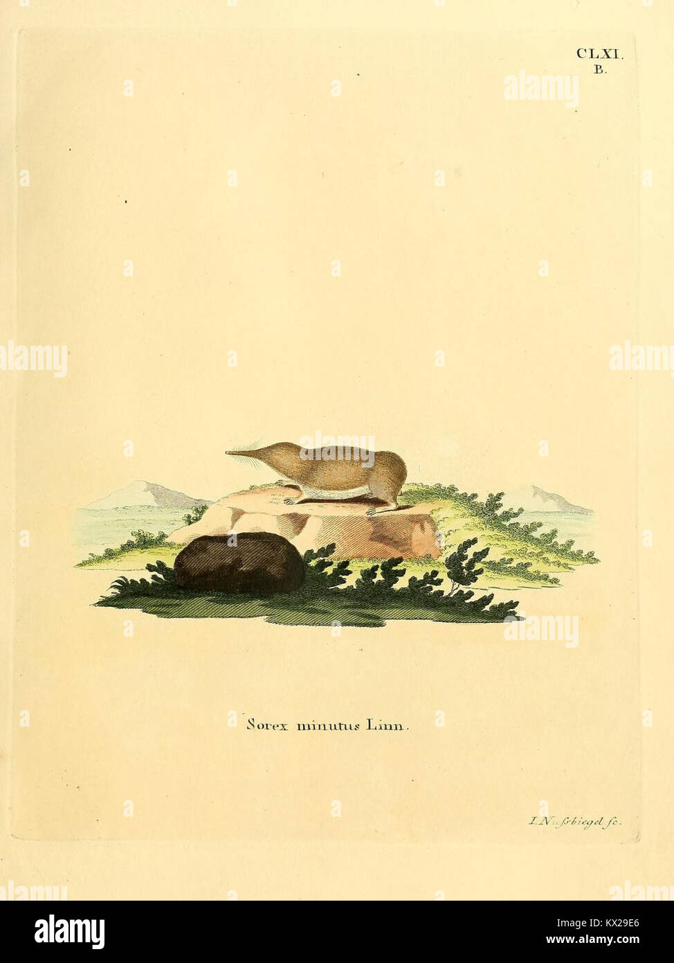 A 19th-century illustrated page from *Die Säugetiere in Abbildungen ...