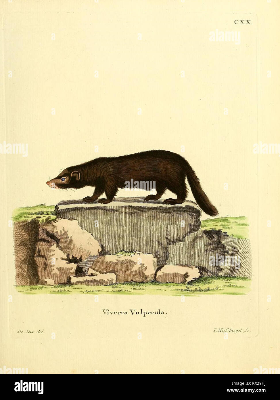 This illustration from 'Die Säugetiere in Abbildungen nach der Natur ...
