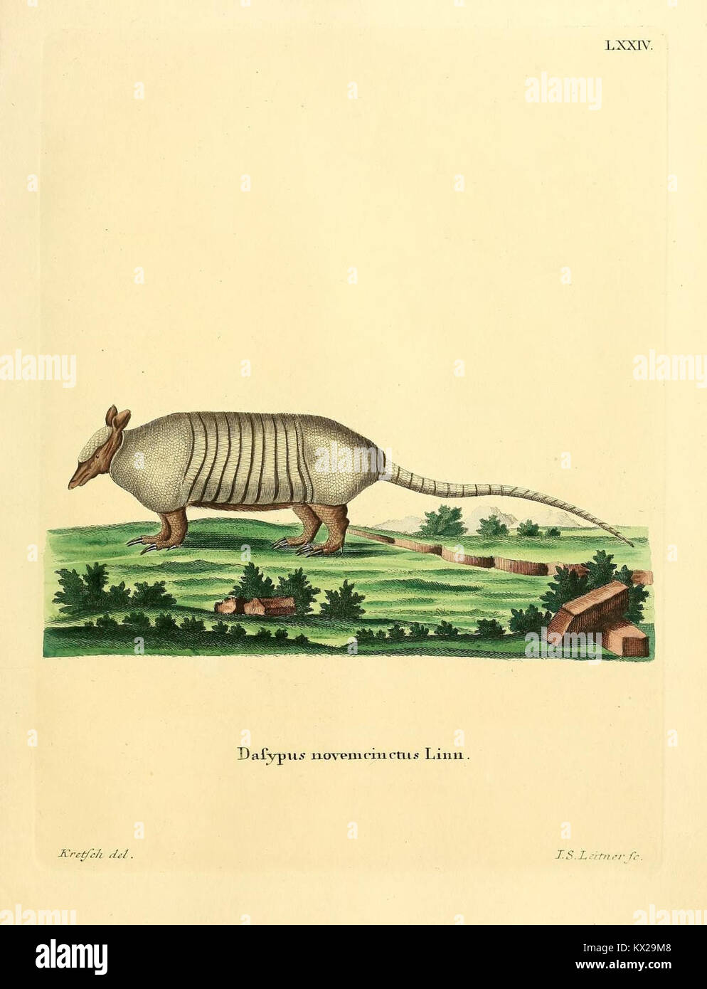 A plate illustrating multiple mammal species with naturalistic ...