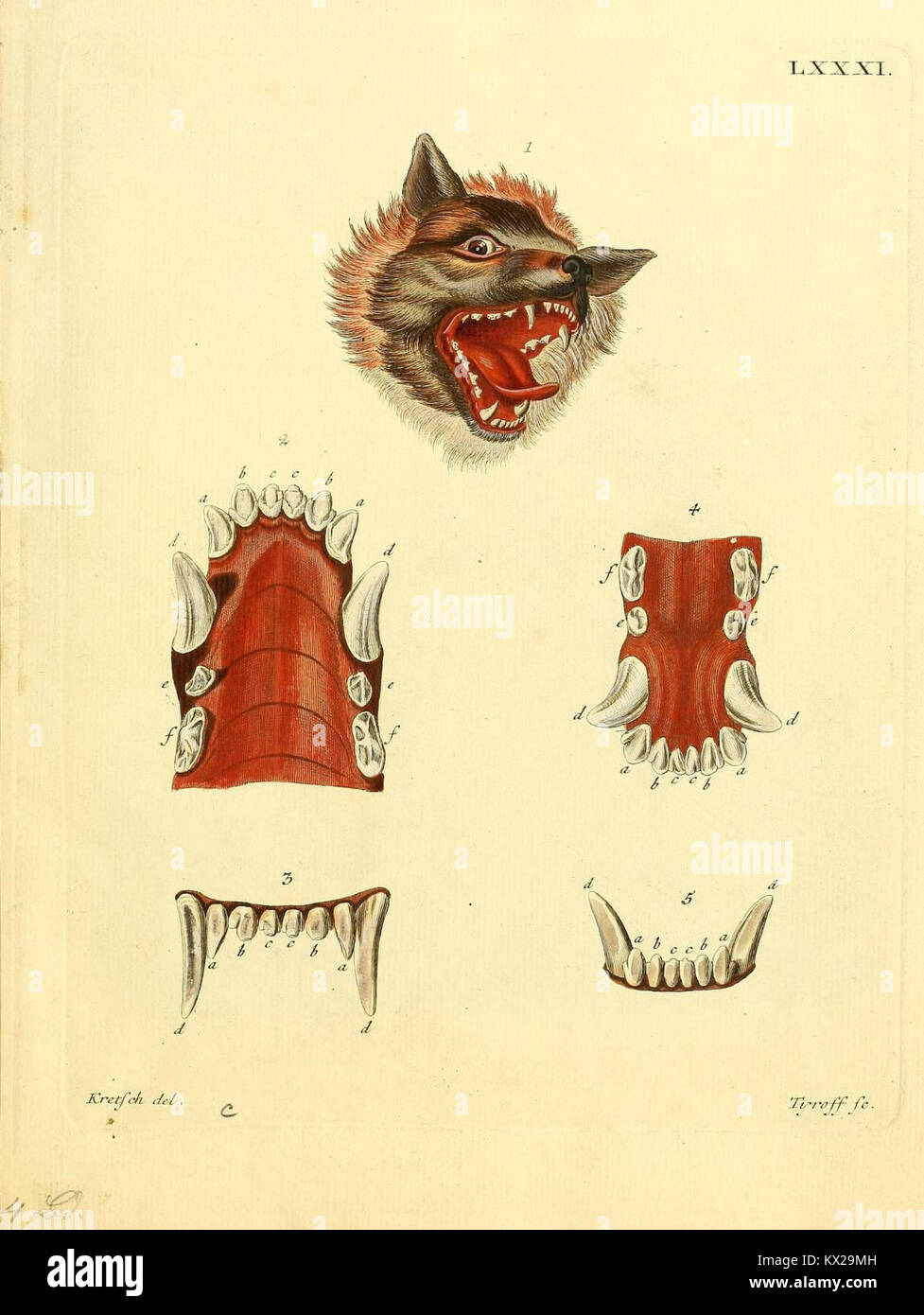 This plate of ‘Die Säugetiere in Abbildungen nach der Natur’ presents a ...