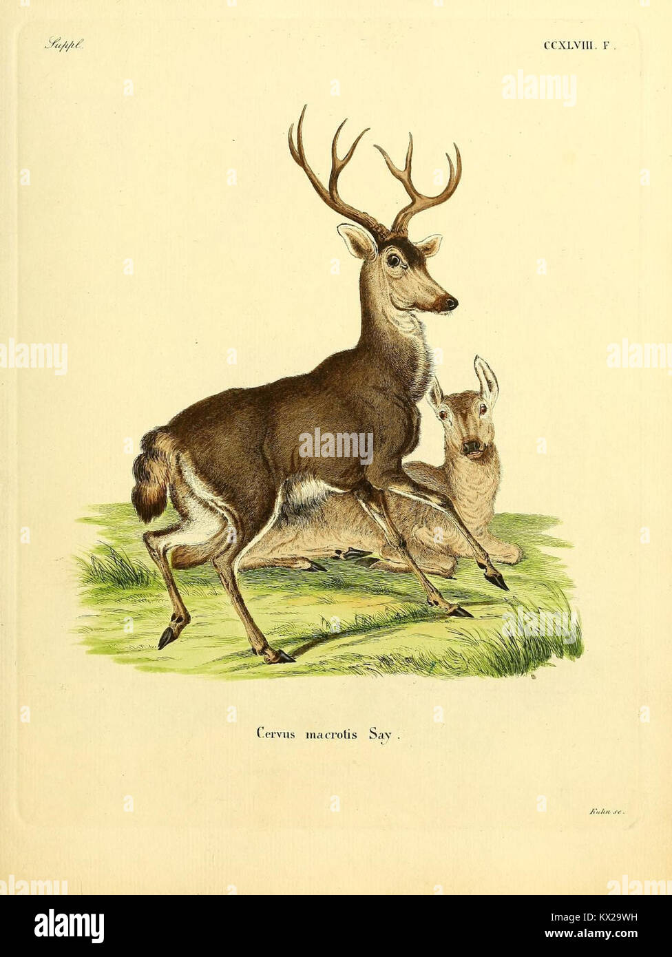 View of Species anatomical characteristics hi-res stock photography and images ...