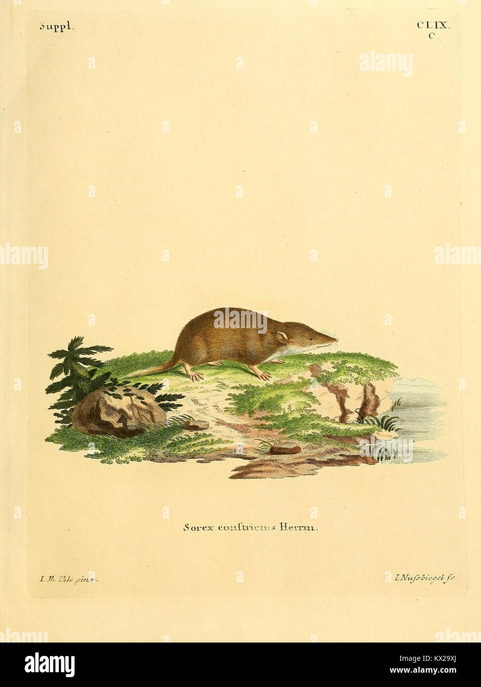 This plate illustrates mammals in natural forms, with scientific ...