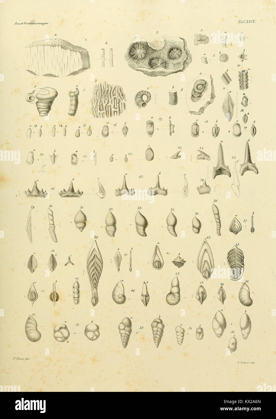 Bohemian fossils hi-res stock photography and images - Alamy