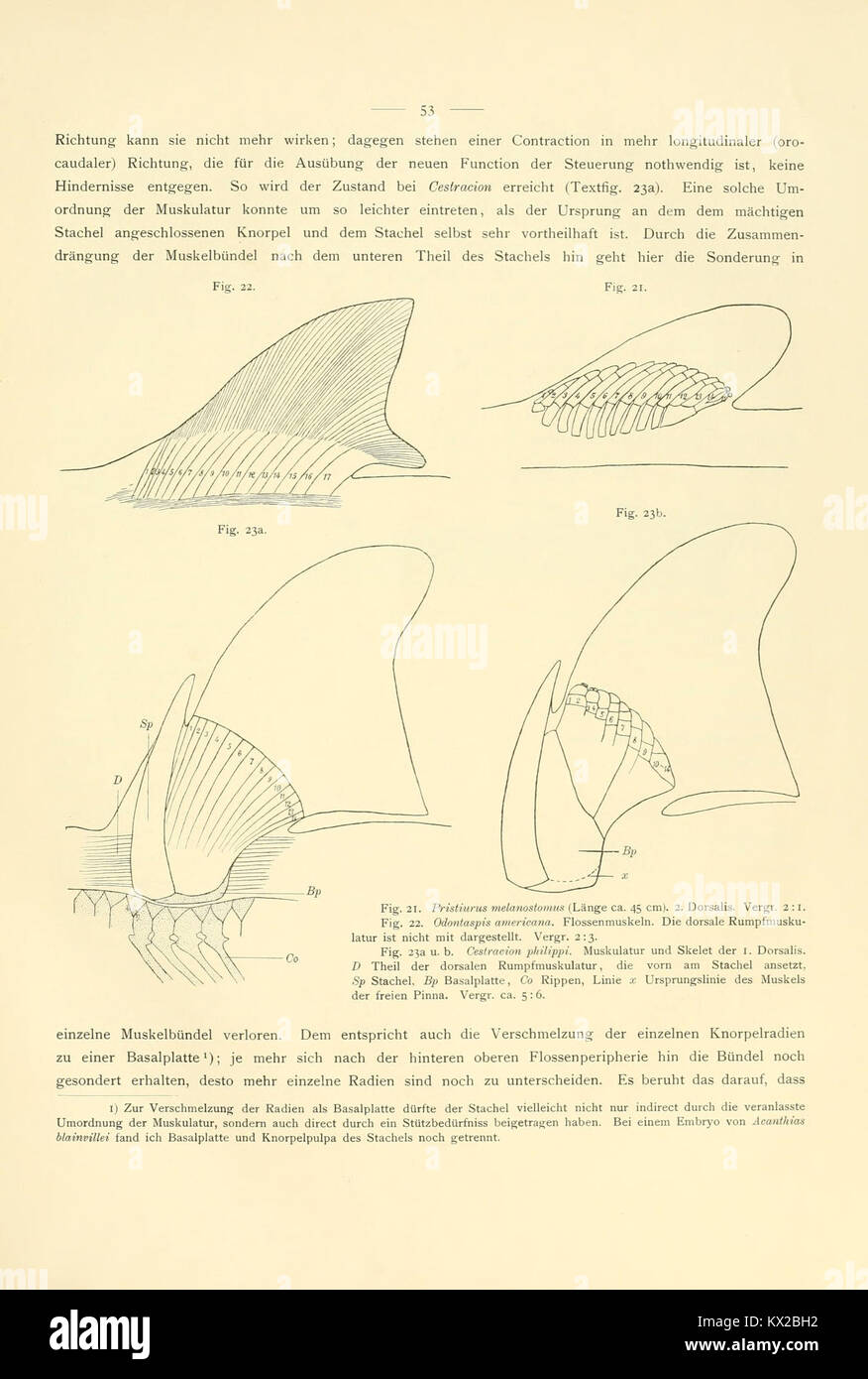 Illustration from 'Contributions to the Morphology of Dipnoan Skeletons ...
