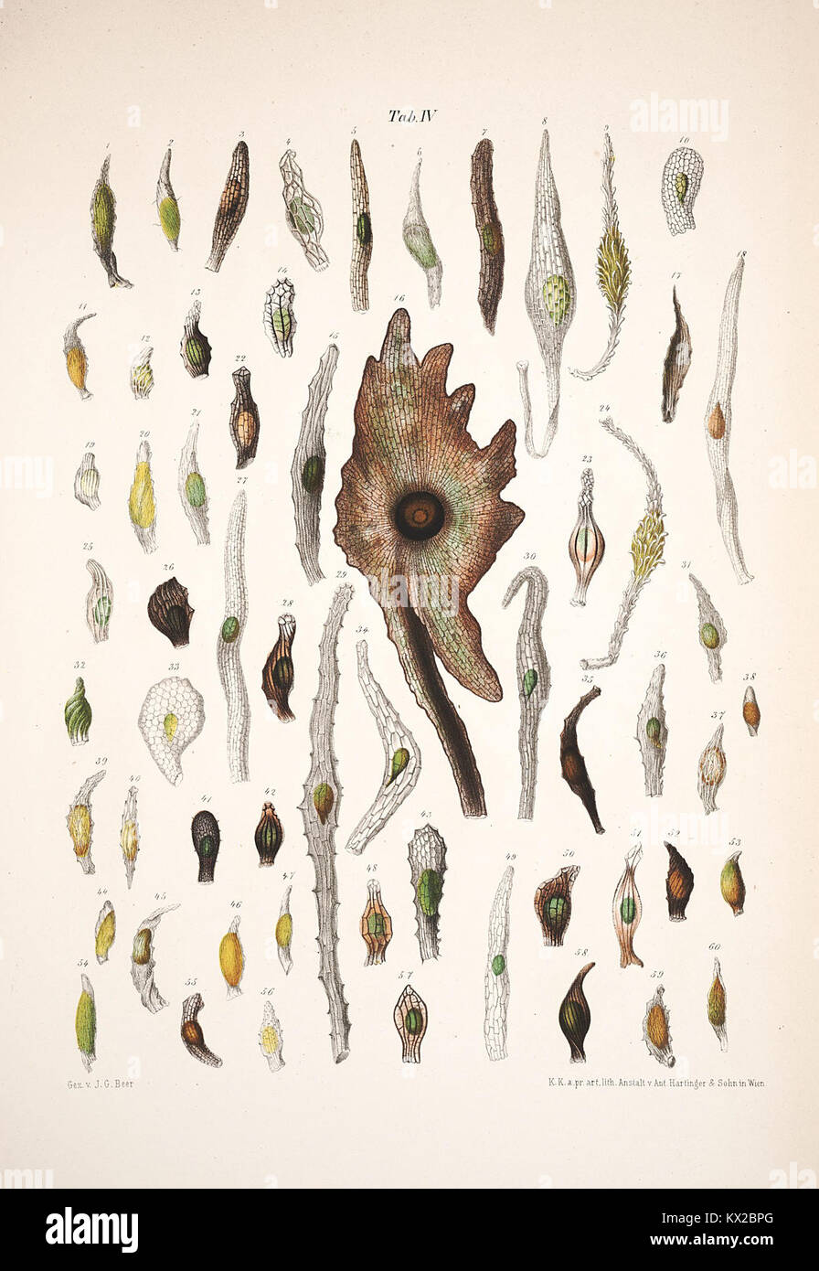 This illustration and text detail the morphology and biology of orchid ...