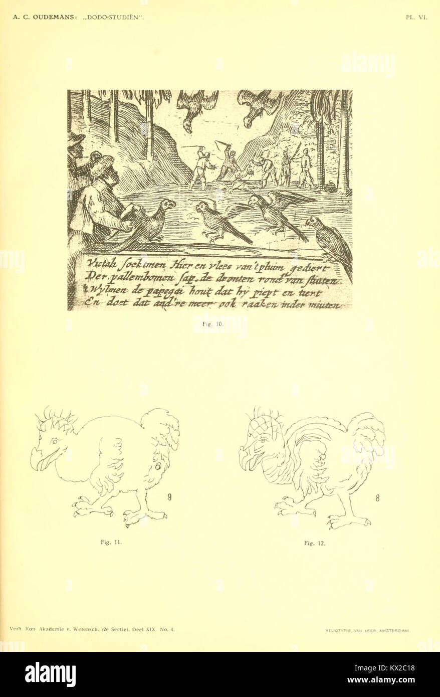 Dodo Vi Dodo-studien (Pl. VI) is a study illustration of the extinct dodo bird ...