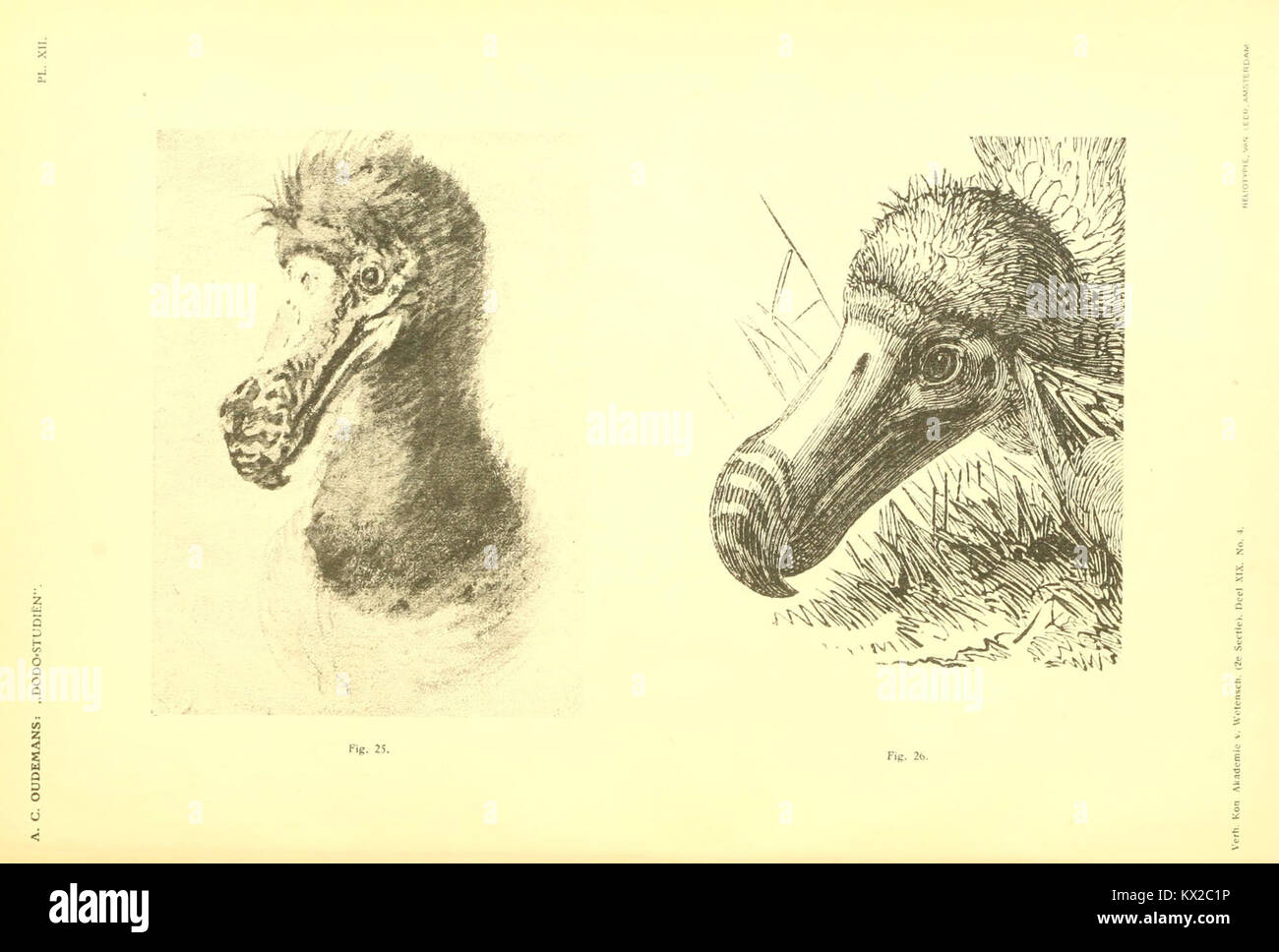 An illustration from 'Dodo-studien,' showcasing detailed studies of the ...