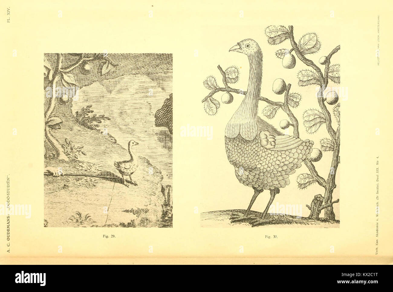 This illustration, Plate XIV, shows the dodo, an extinct flightless ...